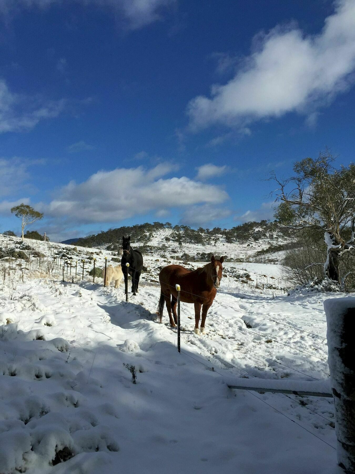 Carinya Village Jindabyne Bagian luar foto